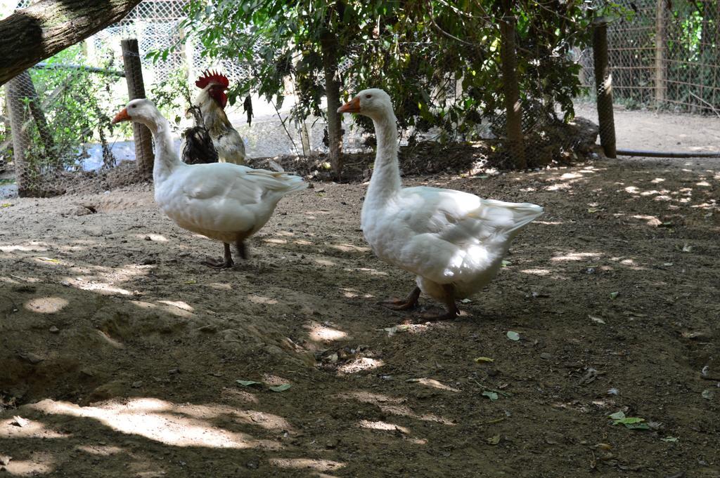 Agriturismo E Turre Serrastretta Zewnętrze zdjęcie