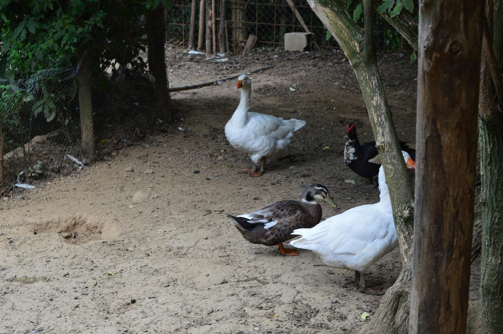 Agriturismo E Turre Serrastretta Zewnętrze zdjęcie